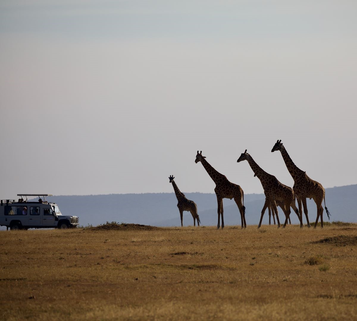 7 Days Tanzania Safari Royal Tour to Lake Manyara, Serengeti, Tarangire and Ngorongoro Crater from Mwanza